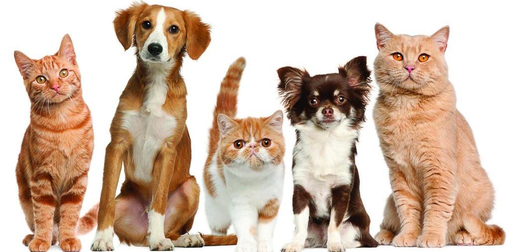 Доска объявлений о животных | ЗооТом - продажа, вязка и услуги для животных в Дербенте