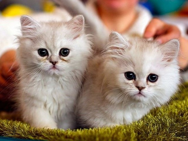 Породы кошек в Дербенте | ЗооТом портал о животных