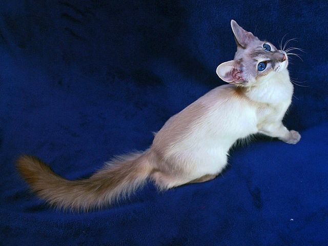 Выведенные породы кошек в Дербенте | ЗооТом портал о животных