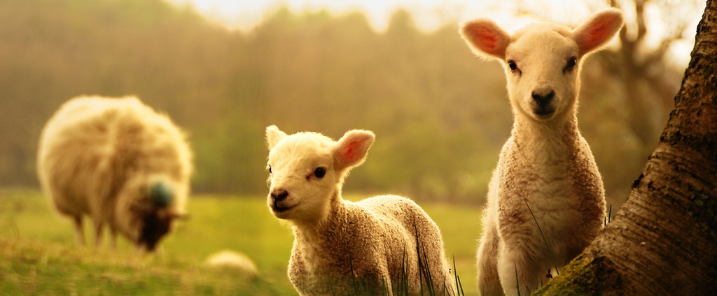 Объявления о сельскохозяйственных животных | ЗооТом - продажа, вязка и услуги для животных в Дербенте