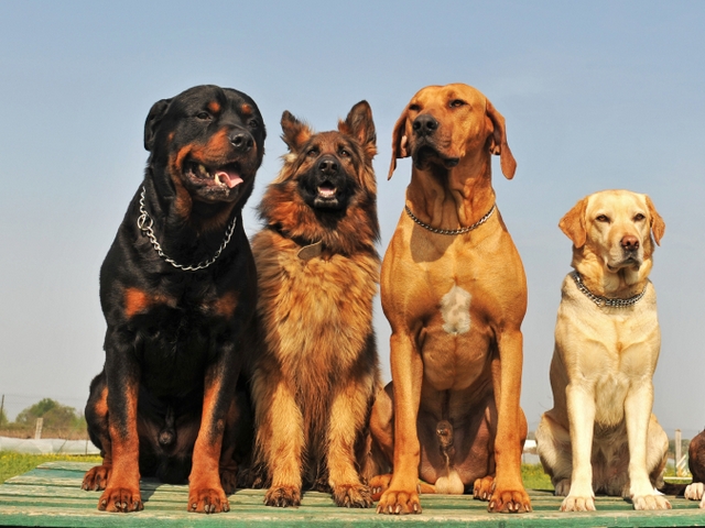 Крупные породы собак в Дербенте | ЗооТом портал о животных